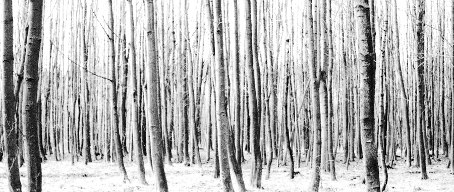 Black and white detail photo of forest
