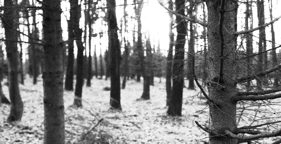 Black and white detail photo of forest