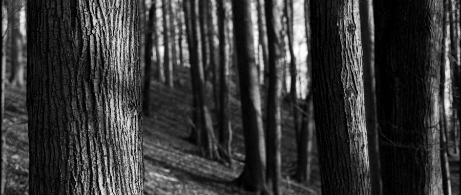 Black and white photo of forest
