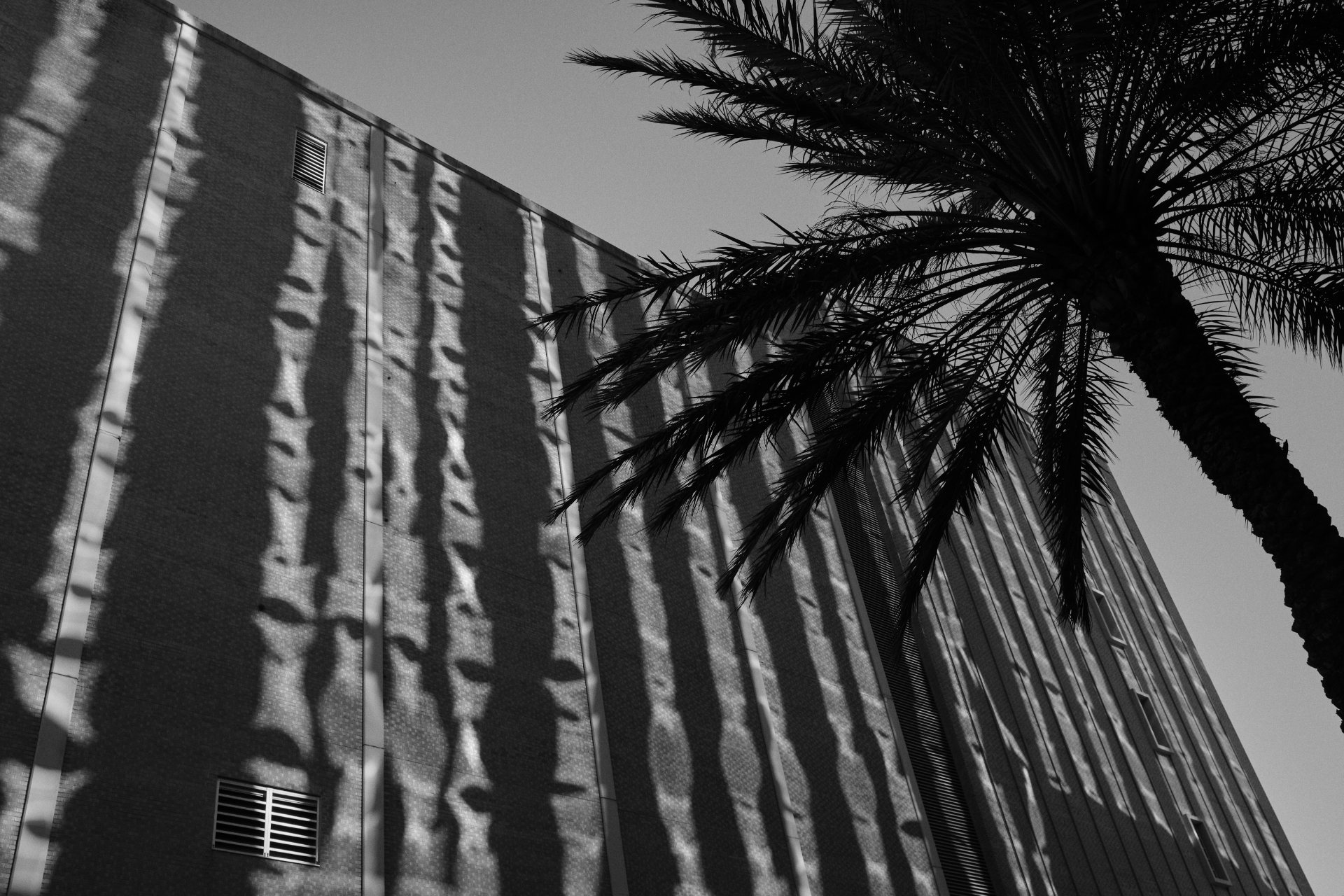 Black and white photo of palm and building with reflection in Orlando