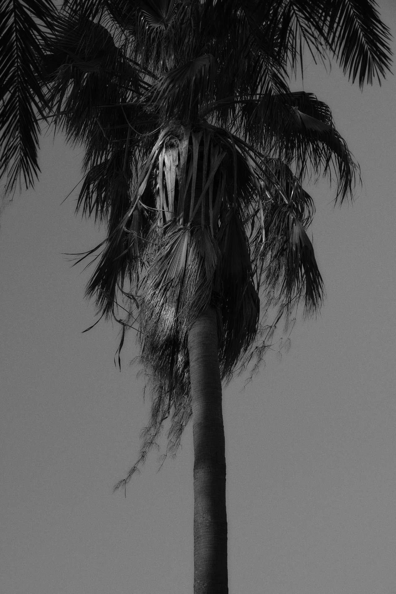 Black and white photo of palm in Orlando